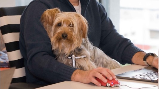 Día Mundial de Llevar al Perro al Trabajo: su objetivo y beneficios