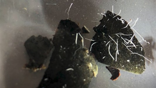 Descubrieron la bacteria más grande del mundo, visible al ojo humano