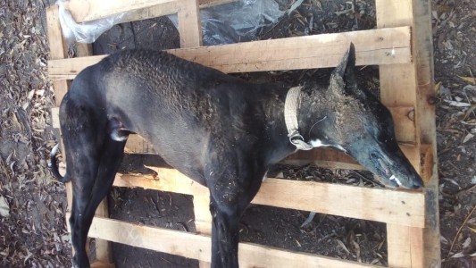 Aberrante: mataron con comida envenenada a perros y gatos en Pérez