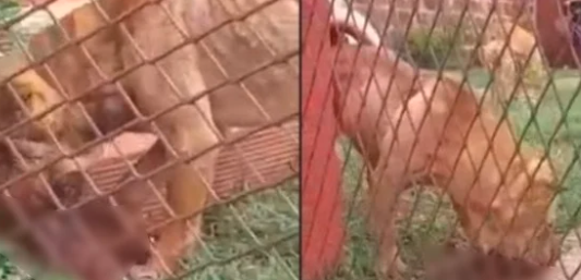 Una mujer filmó la muerte de su mascota: "Se la están comiendo los perros"