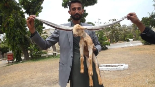 "Simba": la cabra que causa furor en Pakistán