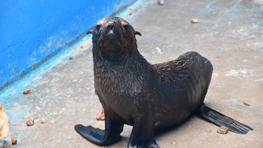 ¡Libre soy! El lobo marino rescatado en el Riachuelo regresó al mar