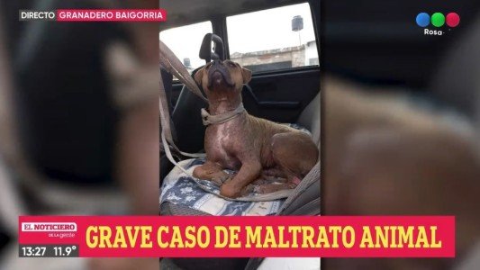 Torturaron perrita en ritual satánico: le clavaron agujas y arrancaron uñas