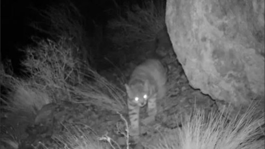 Captan un extraño gato andino en Mendoza