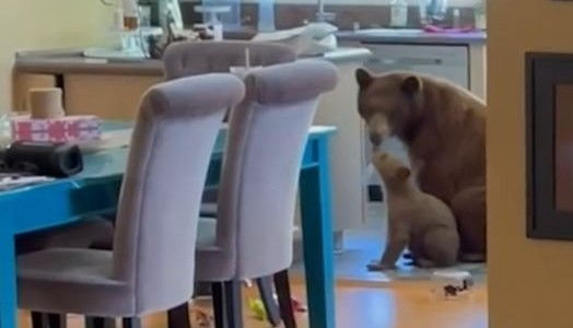 Mamá osa y su cachorro comieron dentro de una casa en California
