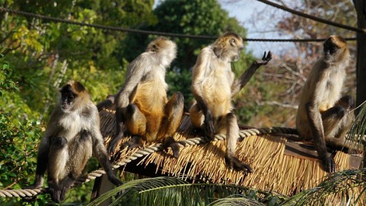 Una manada de monos se robó un bebé de 4 meses y lo arrojó desde un tercer piso