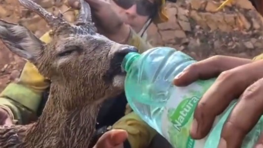 Incendios en España: bomberos rescataron a un corzo deshidratado