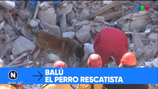 Balú, el perro que rastreó el cuerpo de Luis Ariel López
