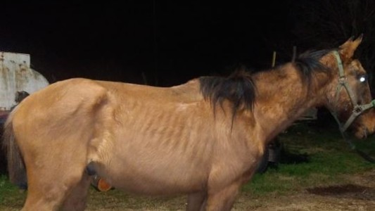 Rescataron a un caballo que fue brutalmente golpeado por su dueño
