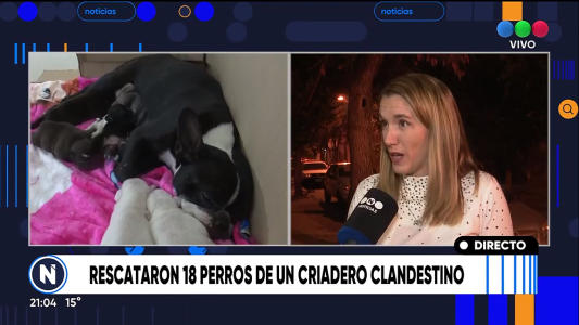 Rescataron 18 perros de un criadero clandestino