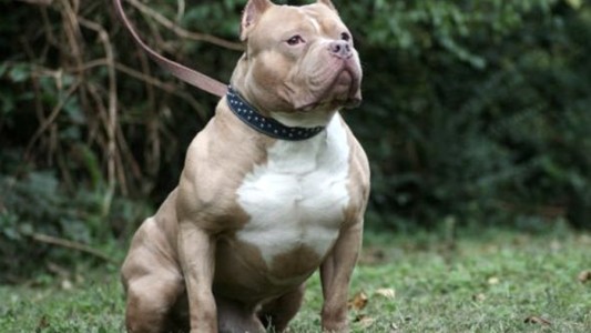 Terrorífico: un hombre alimentaba a su pitbull con otros perros