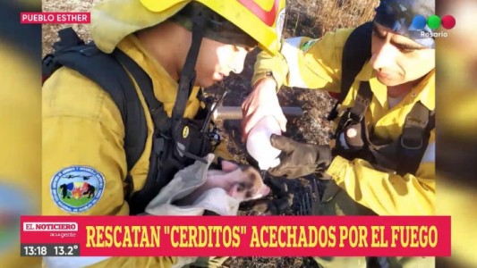 Rescatan a cerditos de ser acechados por el fuego