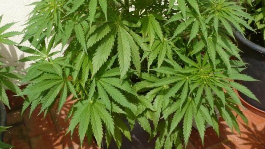 Sobreseyeron a un hombre de 75 años que cultivó marihuana en su terraza con fines medicinales