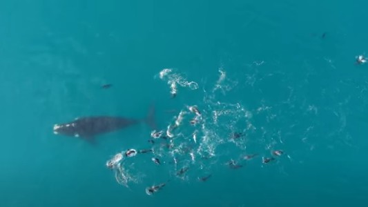 Show de la naturaleza: aparecieron ballenas a metros de la costa en Necochea
