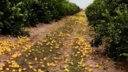 Desechó 280 toneladas de limones porque no consiguió compradores: le pidieron que los regale y explicó por qué se negó