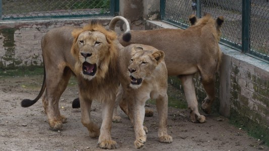 Zoológico subasta a sus leones en Pakistán