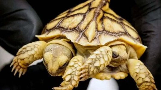 Nació una tortuga siamesa de dos cabezas