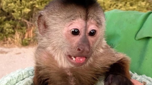 Llamaron al 911 desde un zoológico y cortaron: un mono es el principal sospechoso