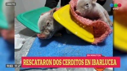 La policía rescató de un incendio a cerditos recién nacidos