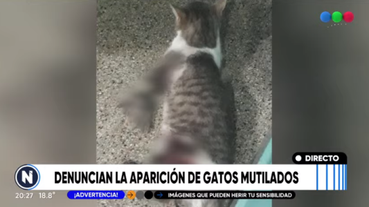 Denuncian crueldad extrema hacia animales
