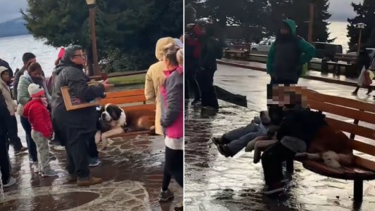 "Es explotación animal": denuncian la venta de fotos con el perro San Bernardo de Bariloche