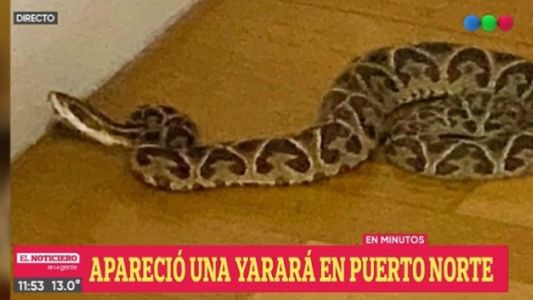 Pelligro: apareció una yarará en un departamento de Puerto Norte