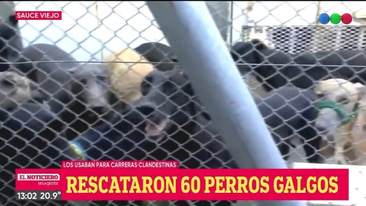 Rescataron 60 galgos utilizados para carreras clandestinas