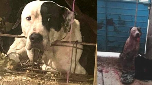 Un pitbull le arrancó el brazo a un ladrón: la familia del delincuente pidió que sacrifiquen al perro