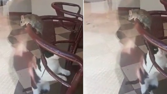 Grabaron a una rata en una heladería y el comercio dio una insólita explicación