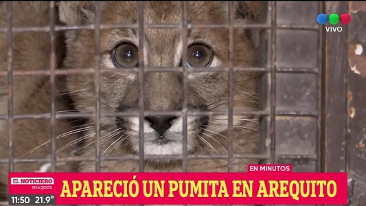 Paseaba a su perro y se encontró con un cachorro de puma