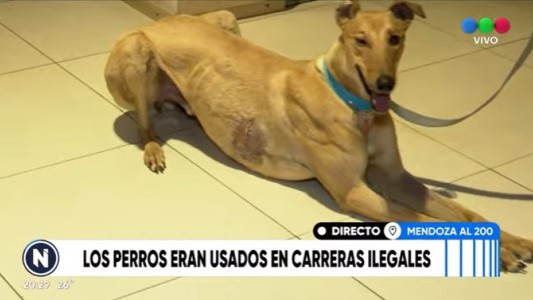 Ordenan devolver a sus dueños a los galgos utilizados en carreras clandestinas