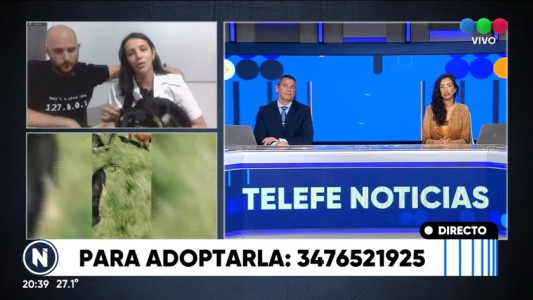 Inhumanos: ataron a una perrita y la dejaron abandonada