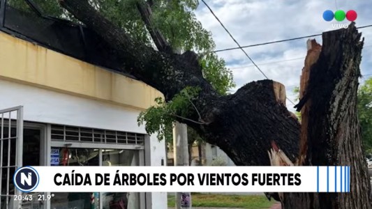 Según el municipio, el 97 por ciento del arbolado está en buen estado