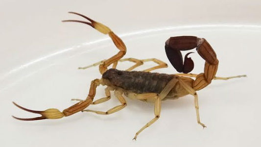 Santa Fe: siete menores internados en el hospital por picaduras de alacranes