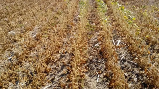 Las pérdidas por la sequía ascienden a los 4 mil millones de dólares