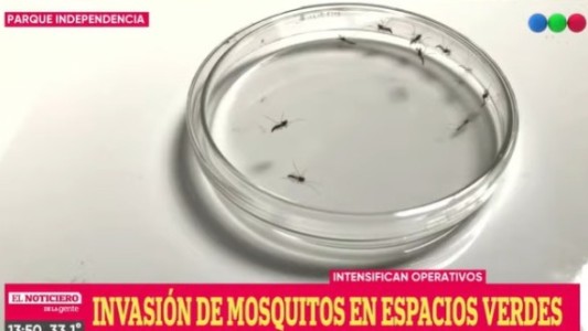 Mosquitos: Intensifican controles y recomendaciones (1)