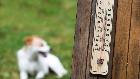 Mascotas, consejo para evitar golpes de calor