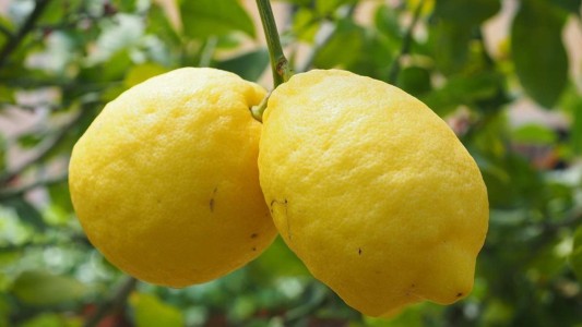 La lechuga y el limón, los productos que más aumento tuvieron en 2022