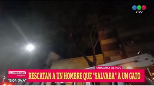 Por culpa de la Gata Flora: se trepó a un árbol para rescatar a una gatita y tuvieron que llamar a los bomberos