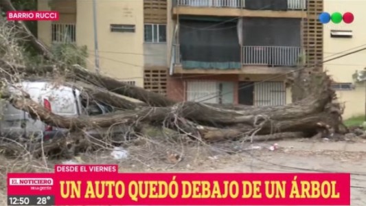 Un árbol añoso cayó con la tormenta, aplastó un auto y nadie fue a retirarlo