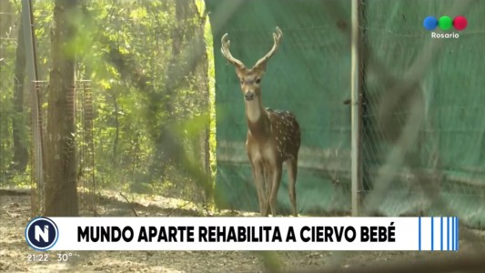 Encontraron un ciervo silvestre en Funes