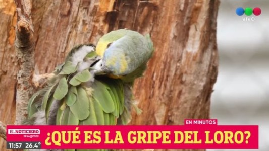 Rafaela: cuatro personas internadas con neumonía bilateral tras contagiarse de un loro