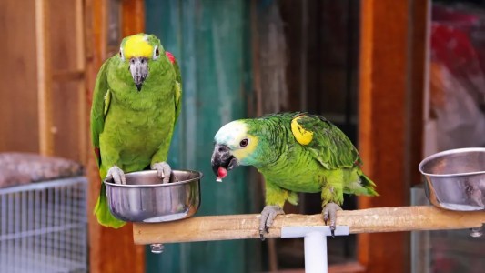 Qué es y cómo prevenir la psitacosis, la enfermedad que dejó cuatro internados en Rafaela