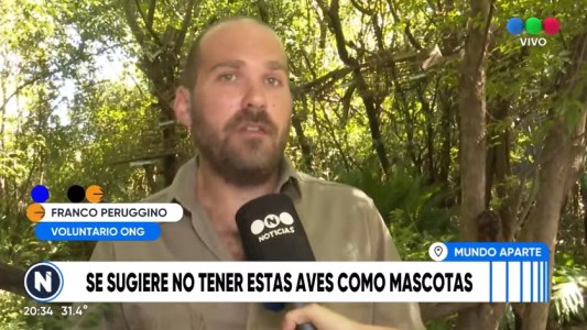 La gripe del loro, analizada por expertos en animales silvestres