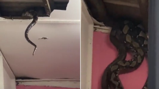 Susto para una familia: serpientes en el techo de la casa