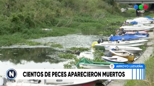 Cientos de peces aparecieron muertos en el arroyo Ludueña