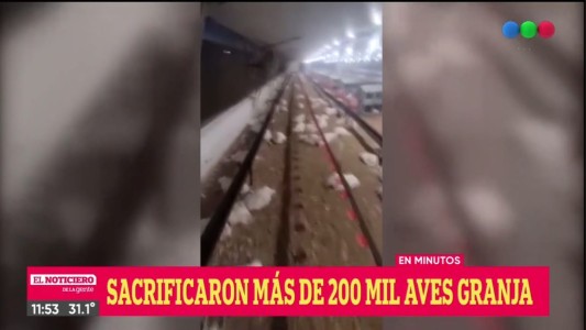 Gripe aviar: murieron más de 20 mil gallinas en una granja de Mar del Plata
