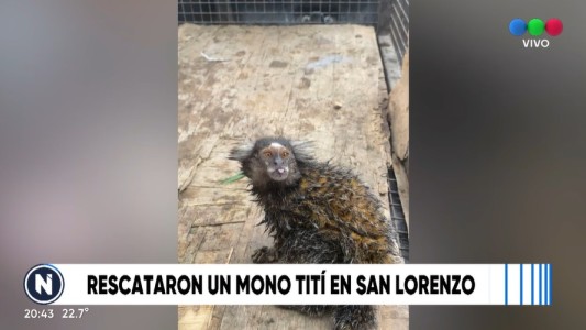 Rescataron un monito tití y suponen que lo trajeron de contrabando en un buque