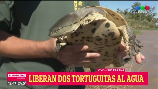 Día del animal: liberaron tortugas en el Paraná