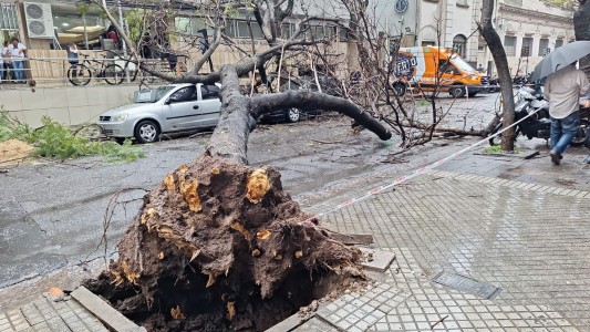 Temporal en Rosario: cayeron 92 milímetros de agua y colapsaron 49 árboles